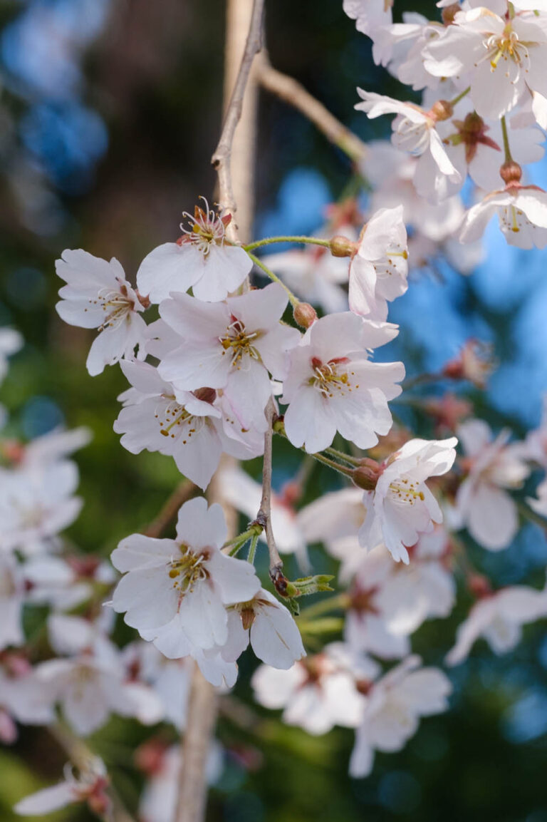 sakura