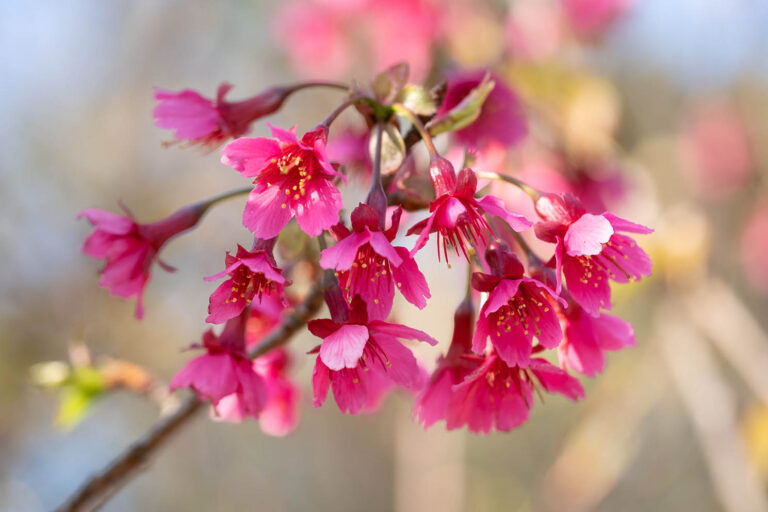 sakura