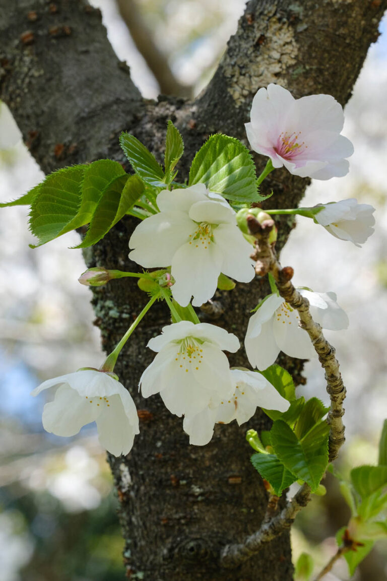 sakura