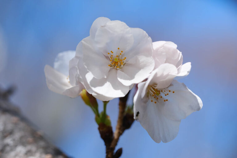 sakura
