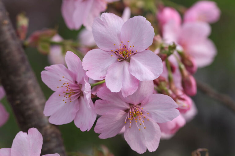 sakura
