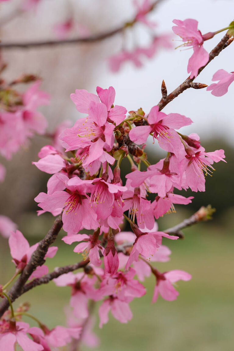 sakura
