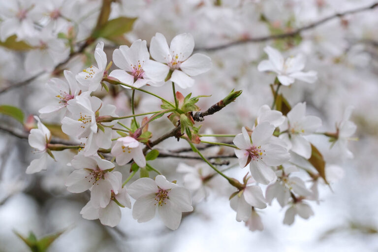 sakura