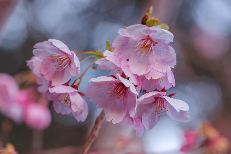 sakura