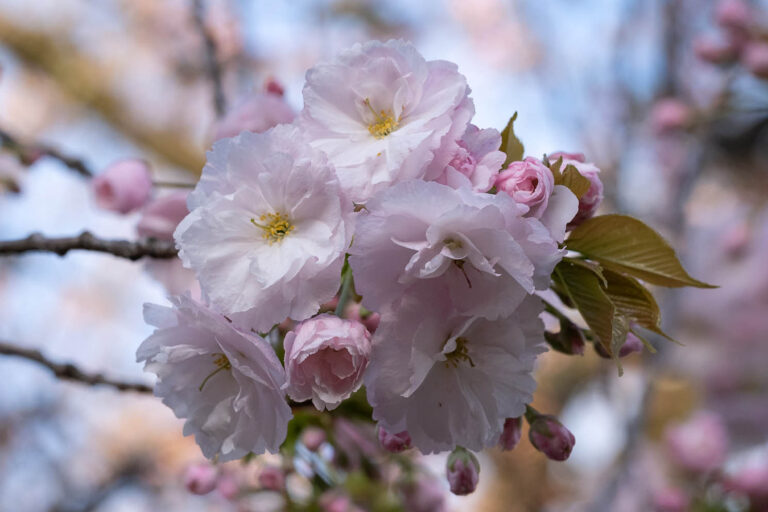 sakura