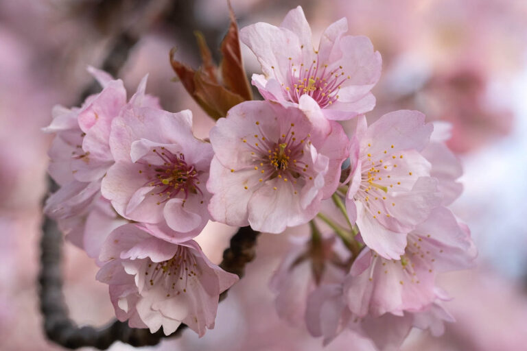 sakura