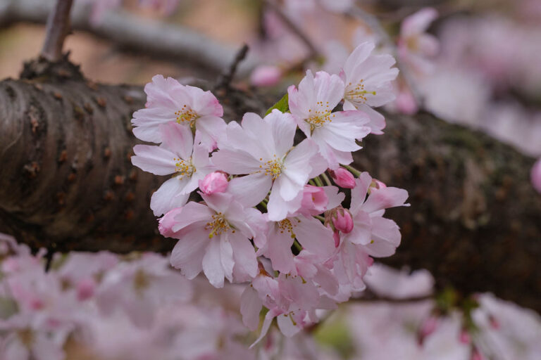 sakura