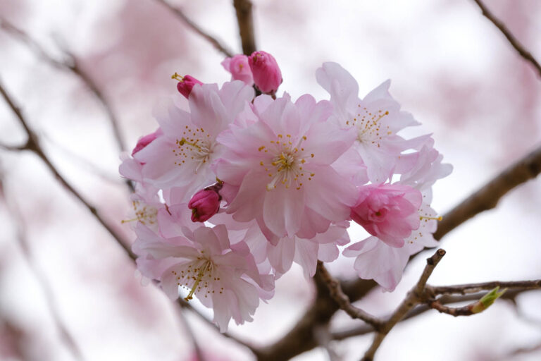 sakura