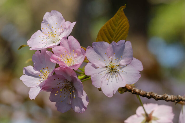 sakura 61