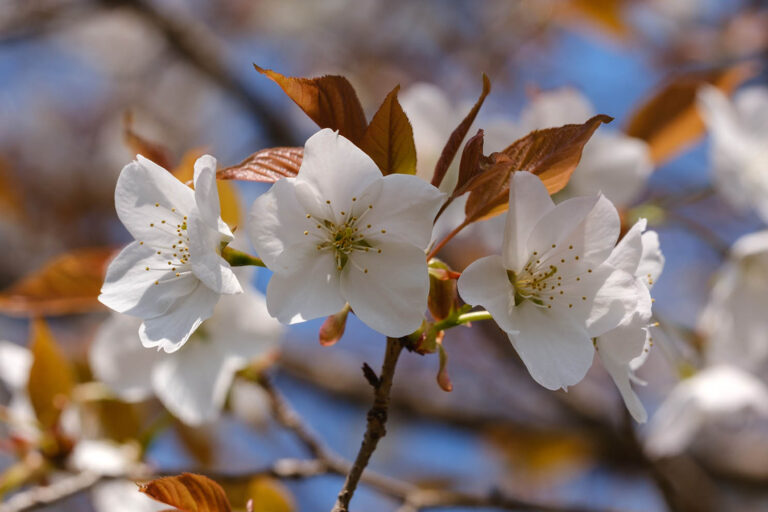 sakura