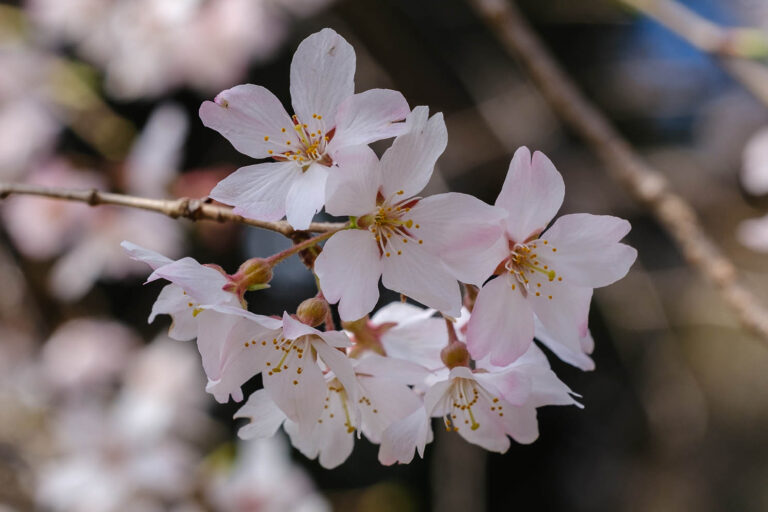 sakura 63