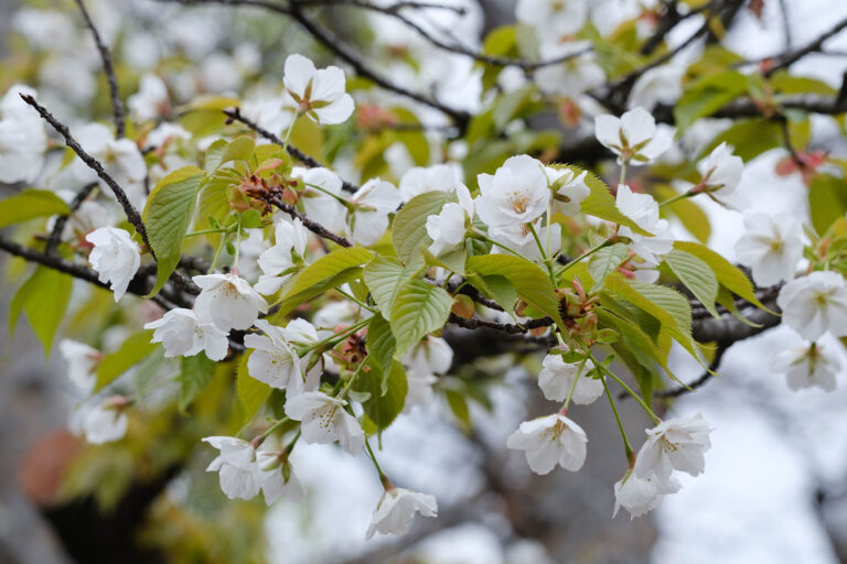sakura