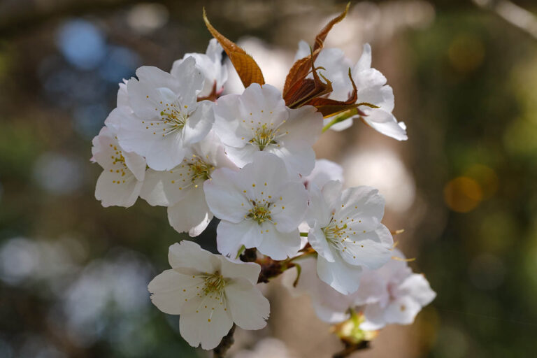 sakura