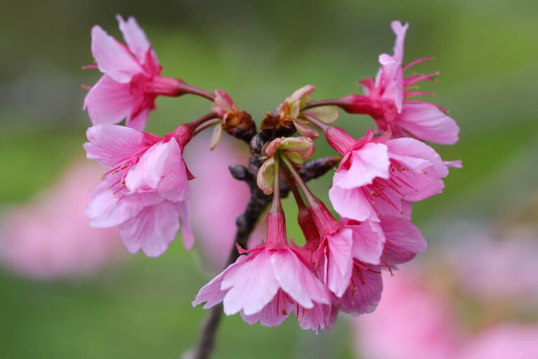 sakura