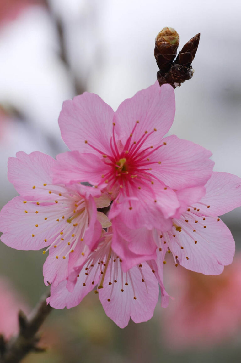 sakura