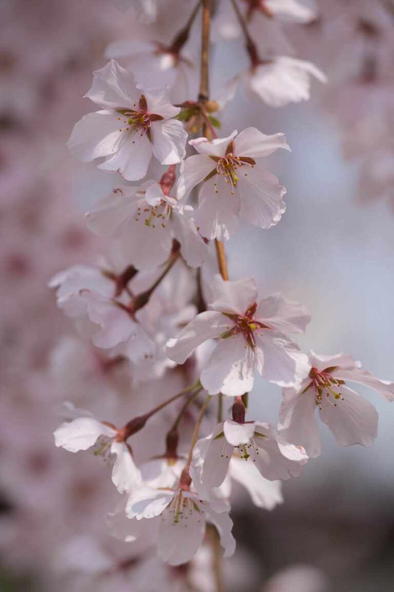 sakura