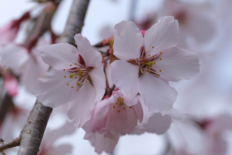 sakura
