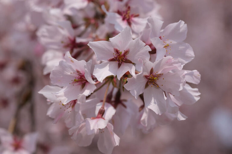 sakura