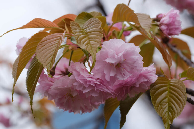 sakura
