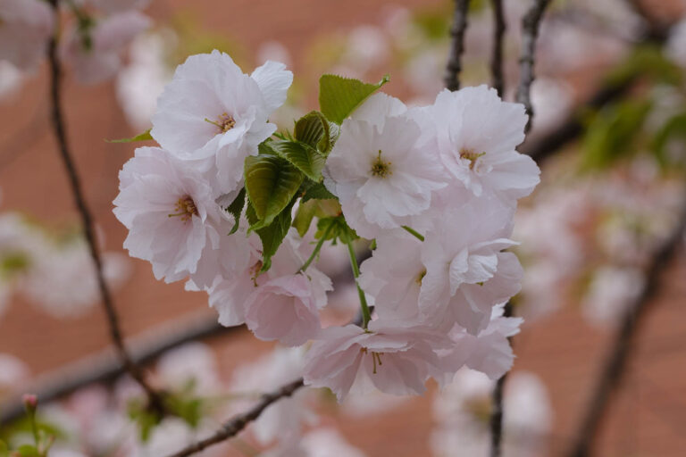 sakura