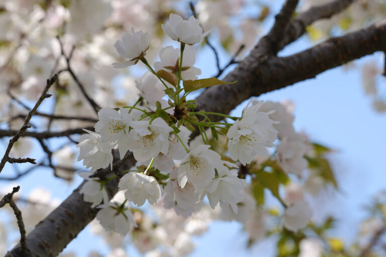sakura