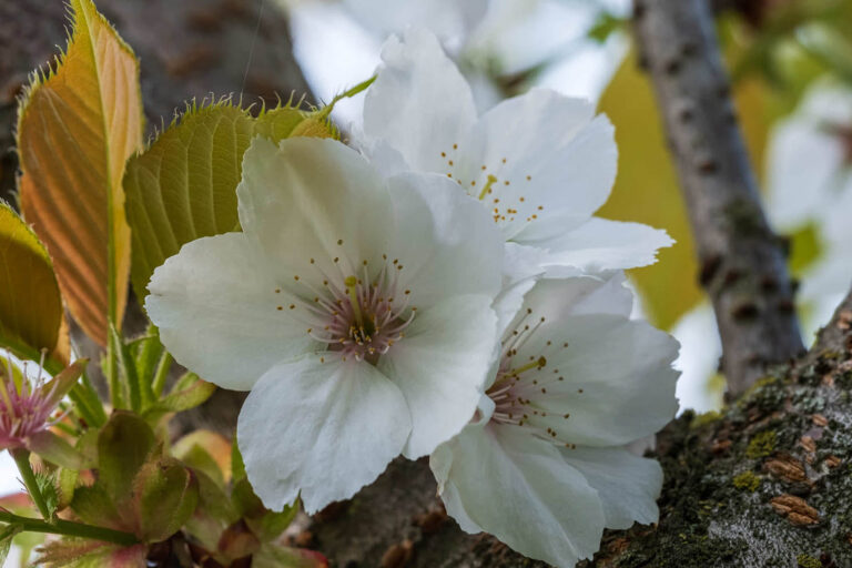 sakura