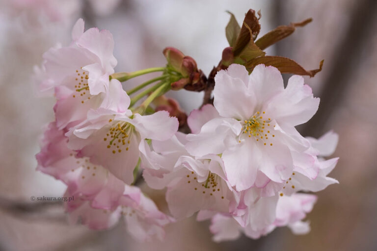 sakura