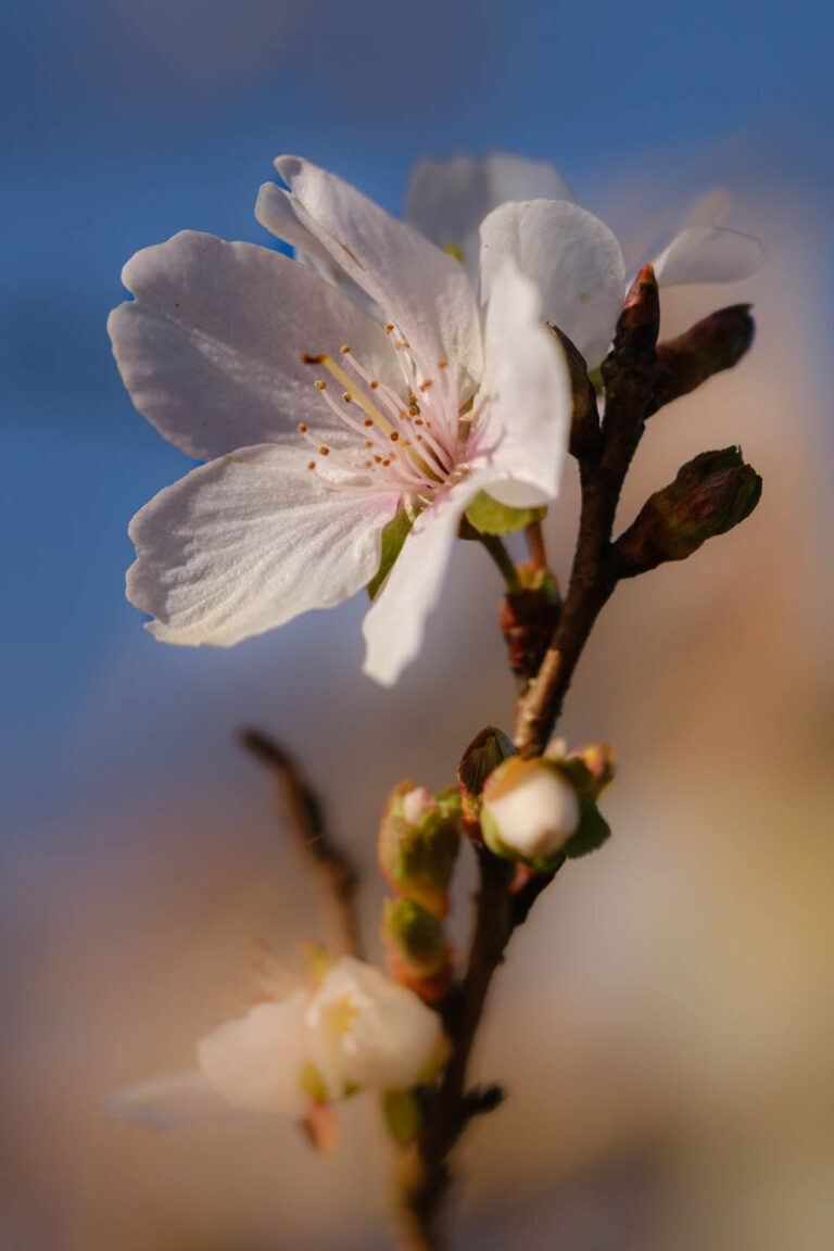 sakura