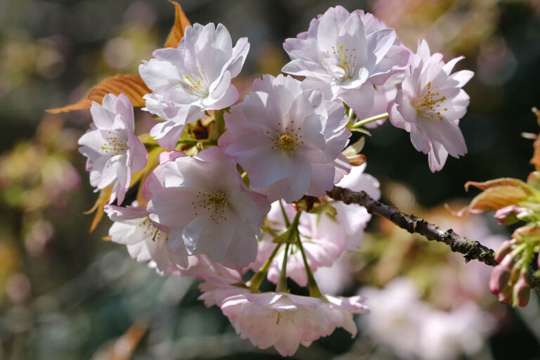 sakura